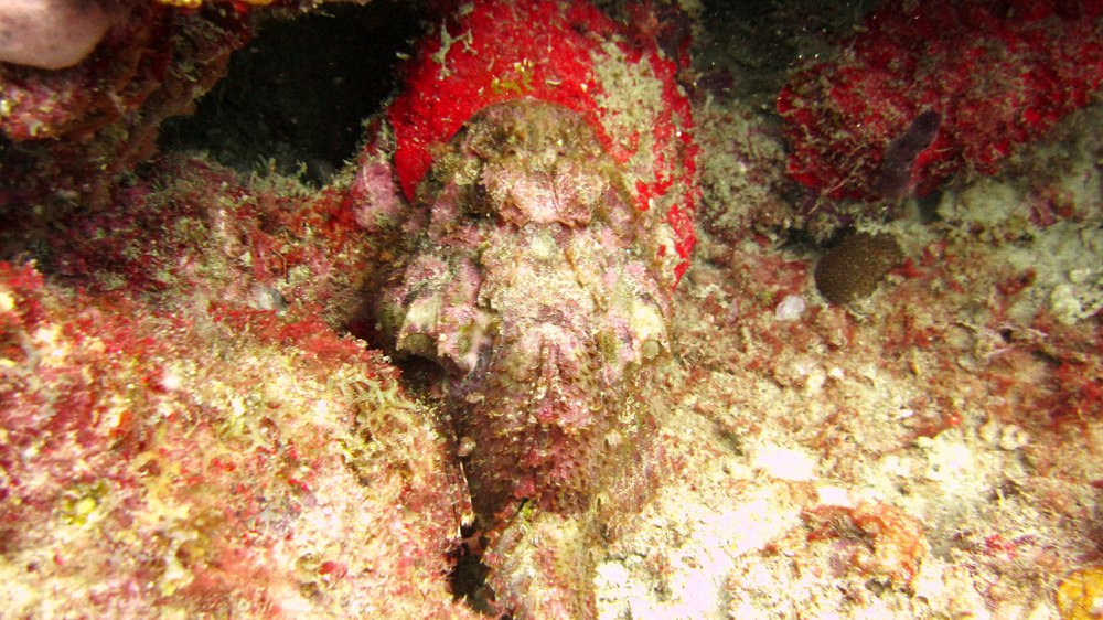 More camouflage: a Scorpionfish (Scorpaena sp) at Flamingo Bay.