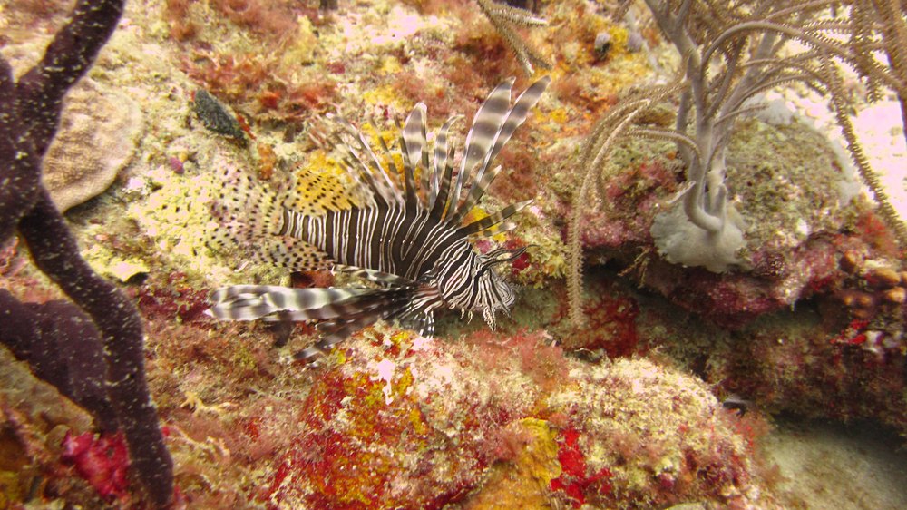 There were several of the invasive Lionfish (Pterois volitans) at Whibbles Reef. 