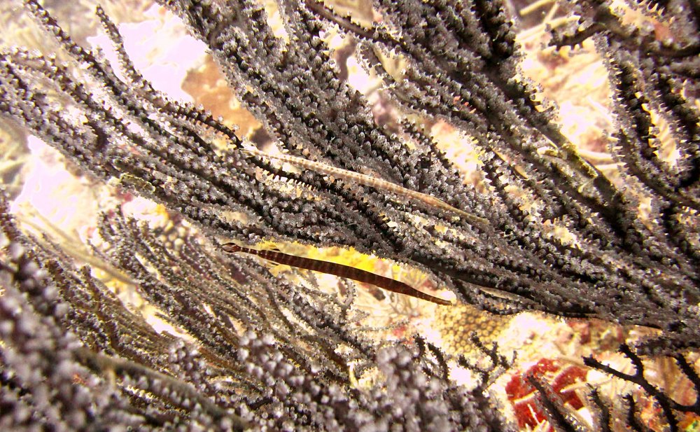 Tiny Harlequin pipefish (Micrognathus vittatus), just 15cm long, typically in amongst coral fans, at Whibbles Reef. 