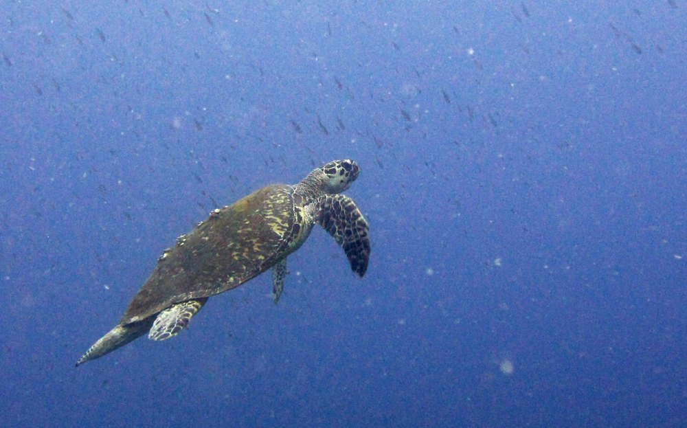 A Hawksbill Turtle (Eretmochelys imbricata) heads to the surface for a breath of fresh air at Whibbles Reef.