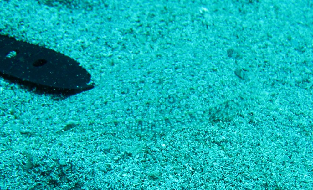 Hawk-eyed dive leader Chris spotted this Eyed flounder (Bothus ocellatus) at Flamingo Bay, and gently prods it with his watch strap to 
					persuade it to move, otherwise we'd never have made it out. My reference book says they are "capable of remarkable colour changes in 
					order to match the bottom".