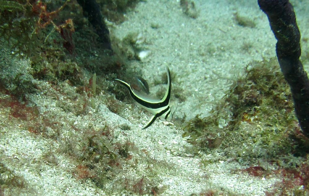 A juvenile Jacknifefish (Equitus lanceolatus) at the terrific Flamingo Bay dive site in the Marine Protected Area north of St George's. 