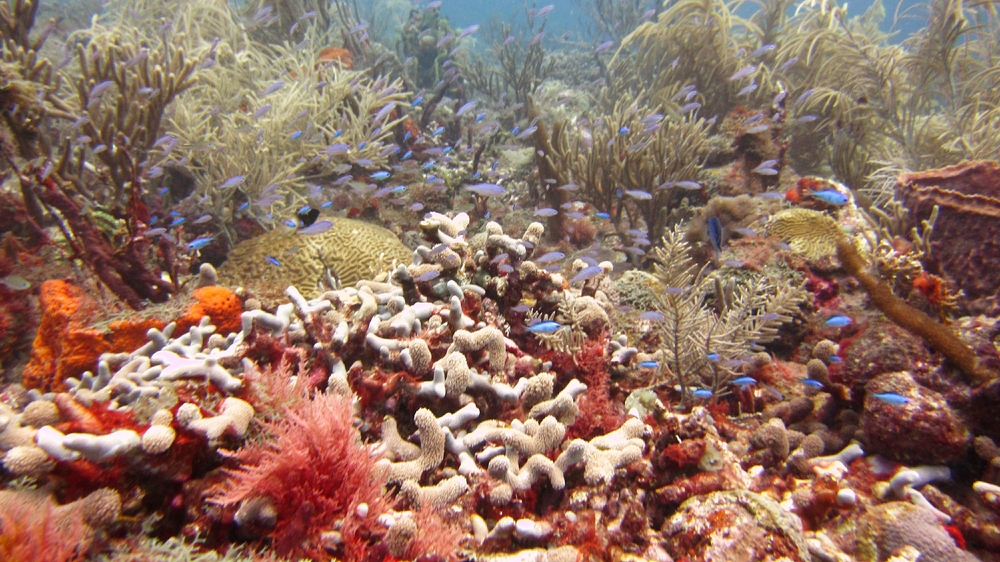 Pretty reef at Purple Sand.