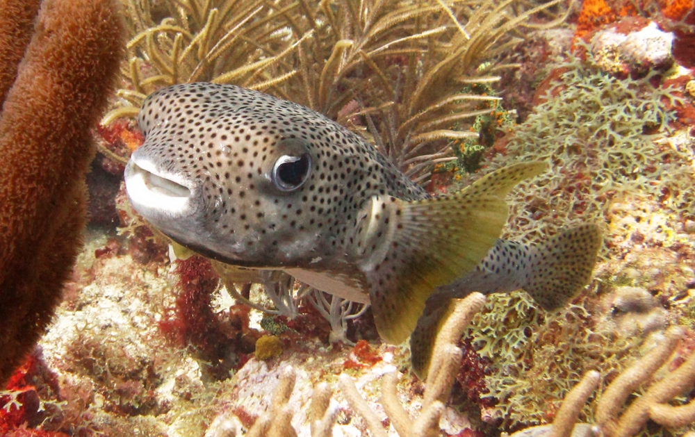 Porcupinefish (Diodon histrix) at Purple Sand.