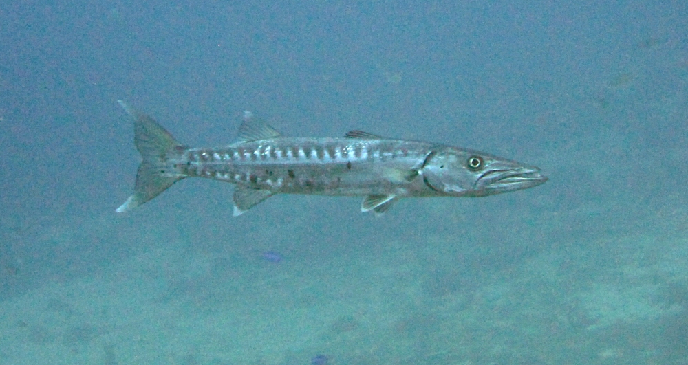 A Great Barracuda (Sphyraena barracuda) glares at me balefully at Purple Rain