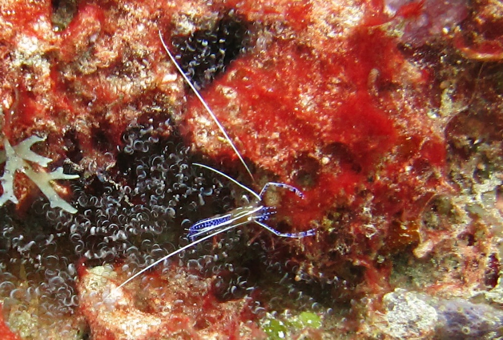 A Pederson's Cleaner shrimp (Ancylomenes pedersoni), about 2cm long, at Purple Rain. 