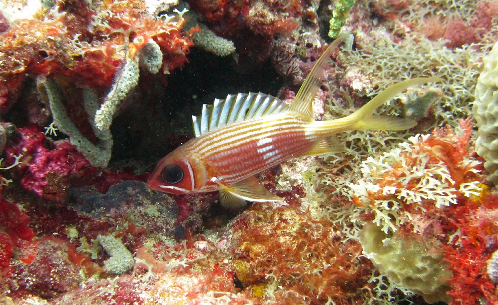 Longspine squirrelfish (Holocentrus rufus) at Purple Rain.