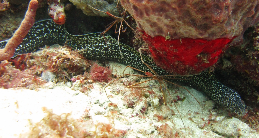 A couple of Arrow crabs and a Spotted Moray (Gymnothorax moringa) at Purple Rain.
