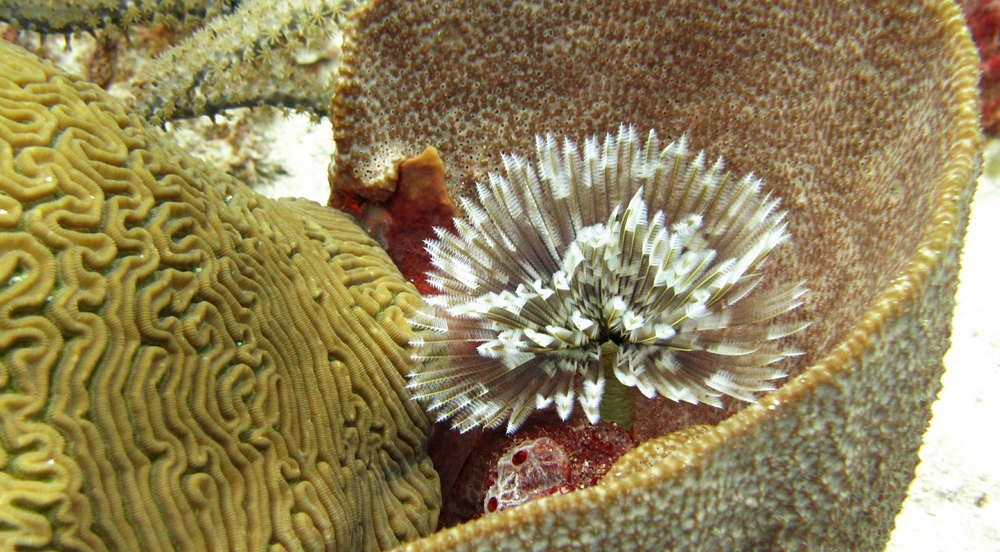 Brain coral, Barrel sponge, and a pretty Tube worm of some sort at Purple Rain.