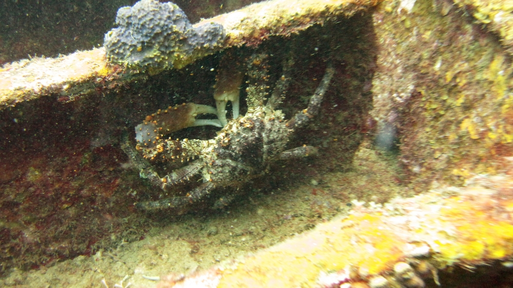 Probably a Red-Ridged Clinging Crab (Mithraculus forceps), also hiding in the hold of the Veronica L.