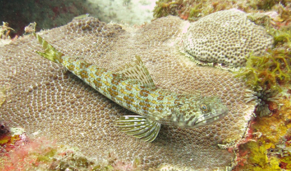 Sand divers (Synodus intermedius) are always to be seen resting on a flat bit of coral like this at Valleys.