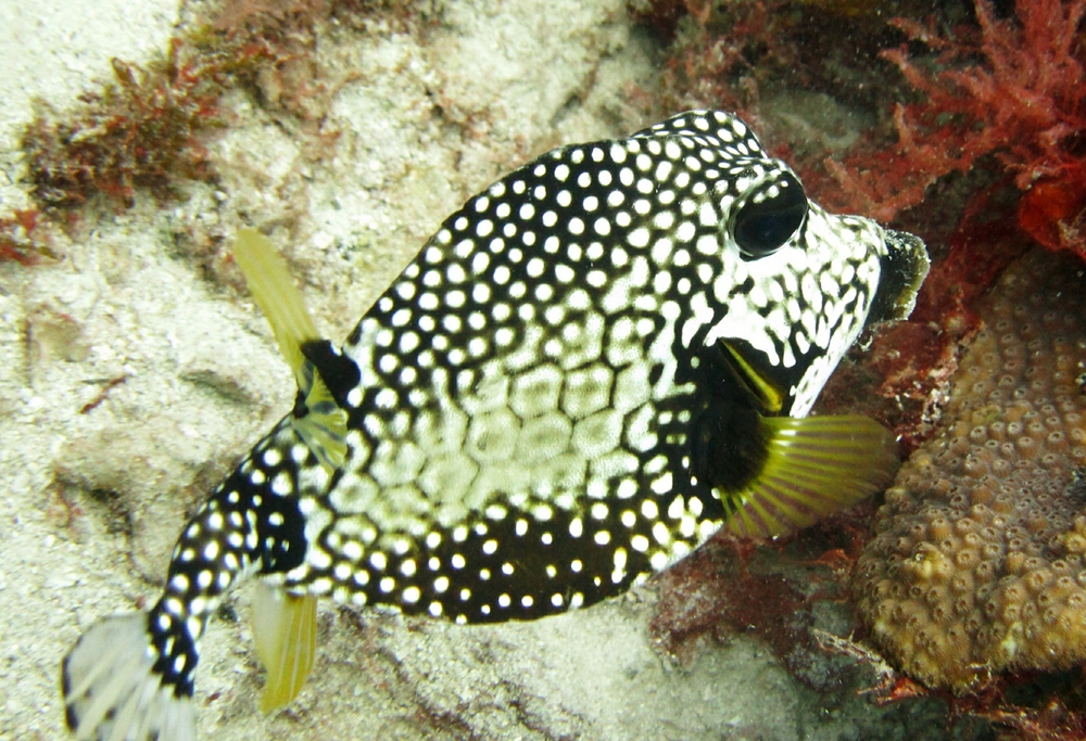 But what's this one at Valleys? Is it a Smooth trunkfish (Lactophrys triqueter)? Or is it a Buffalo trunkfish (Lactophrys trigonus)?