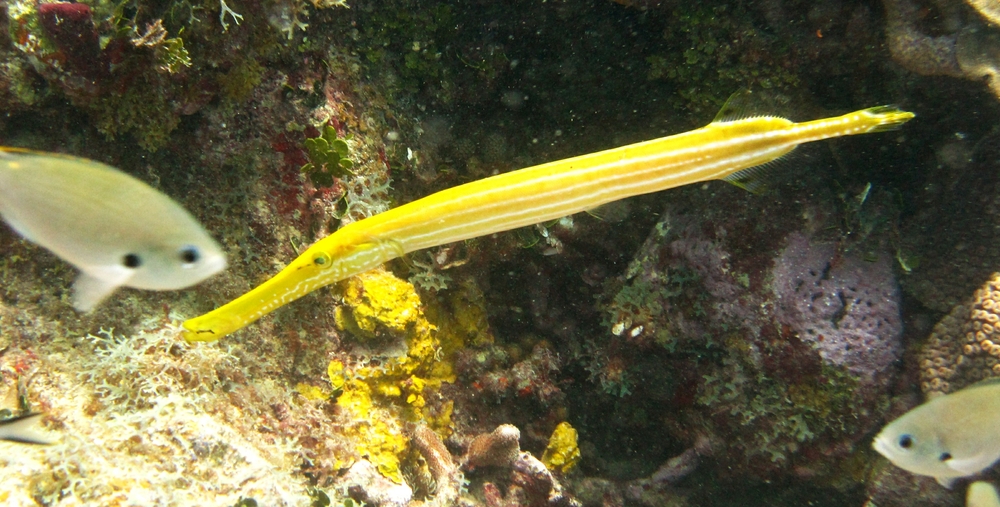 A bright yellow Trumpetfish (Aulostomus maculatus) at Southern Comfort.
