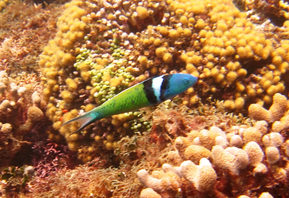 Bluehead (Thalassoma bifasciatum) at Southern Comfort.