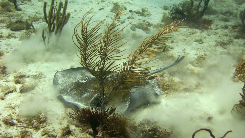 A Southern stingray (Dasyatis americana) at Big Sand tries to hide from us by kicking up sand to cover himself.