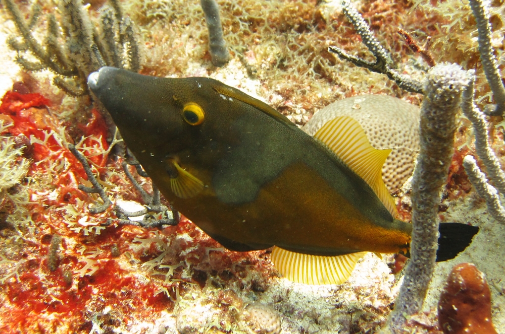 A Whitespotted filefish (Cantherhines macrocerus), without any white spots, at Big Sand.