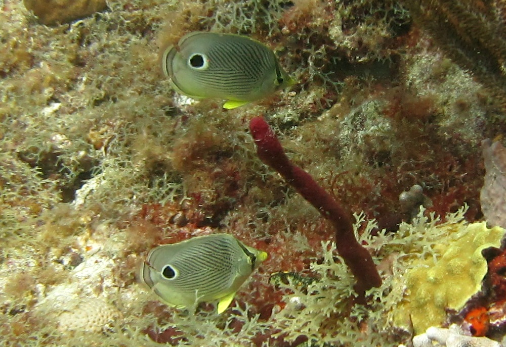 A pair of Foureye butterflyfish (Chaetodon capistratus) at Big Sand.