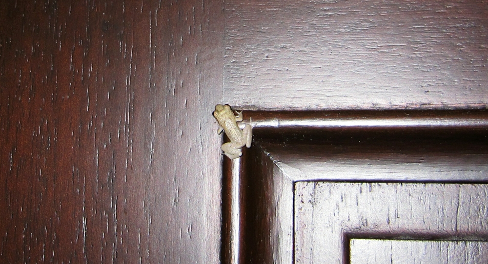 This tiny frog had managed to climb all the way up the outside of our door.