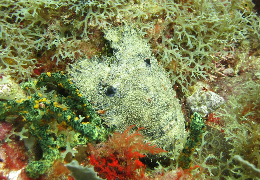 An unsettling-looking Sculptured slipper lobster (Parribacus antarcticus) at Black Forest.