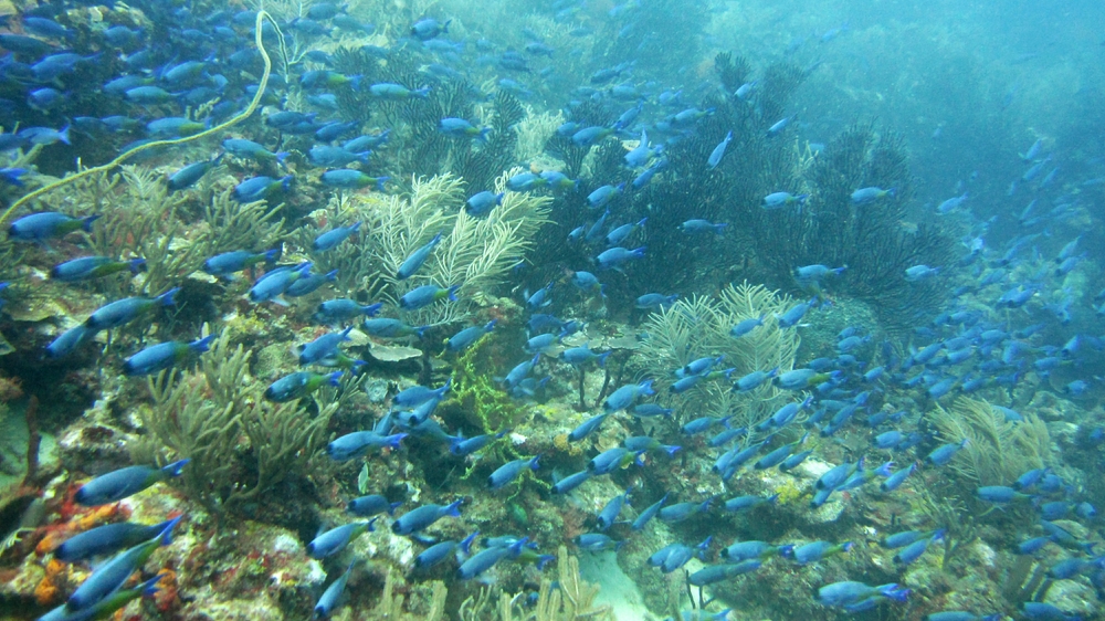 A large school of Creole wrasse (Clepticus parrae) at Black Forest.