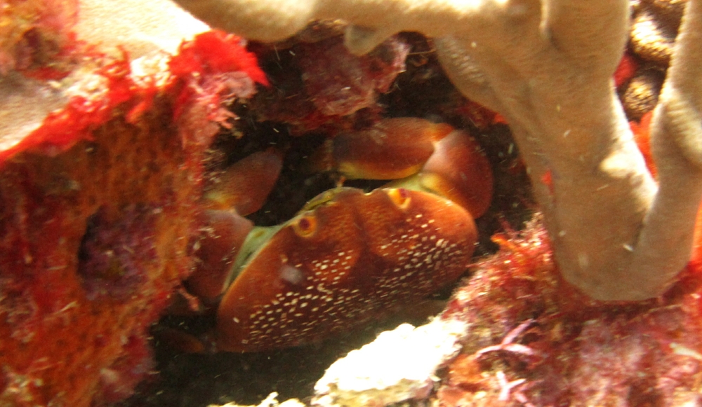 Batwing coral crab (Carpilius corallinus) hides in a crevice at Black Forest.