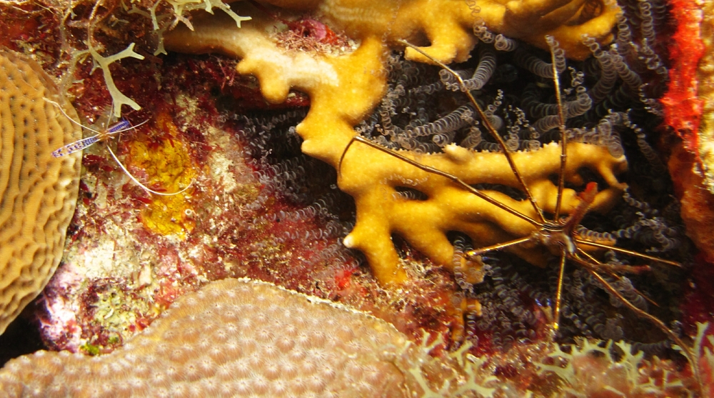 A Person cleaner shrimp and an Arrow crab at Black Forest.