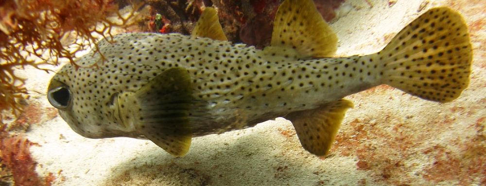 Here you can just make out some of the spines between pectoral fin and tail which give it protection from predators, and its name.