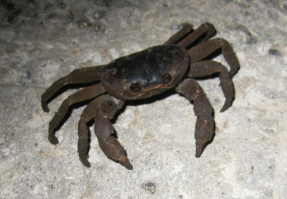 This big crab was wandering around outside our room one evening.
