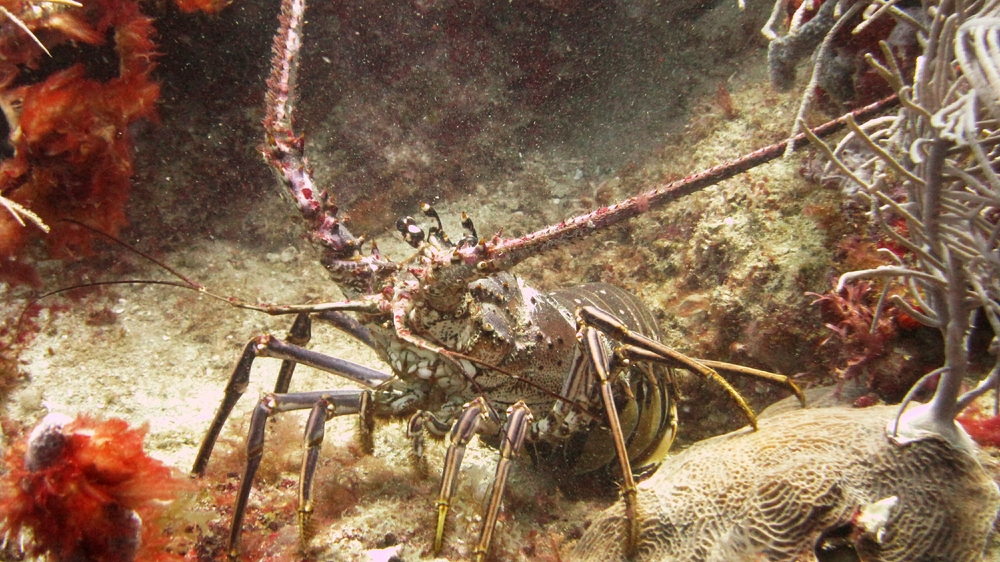 Caribbean lobster, (Panulirus argus), at Purple Rain.