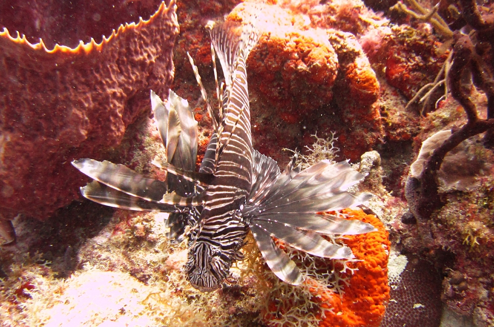 There are plenty of the invasive Lionfish (Pterois volitans) around. This one was at Purple Rain. 