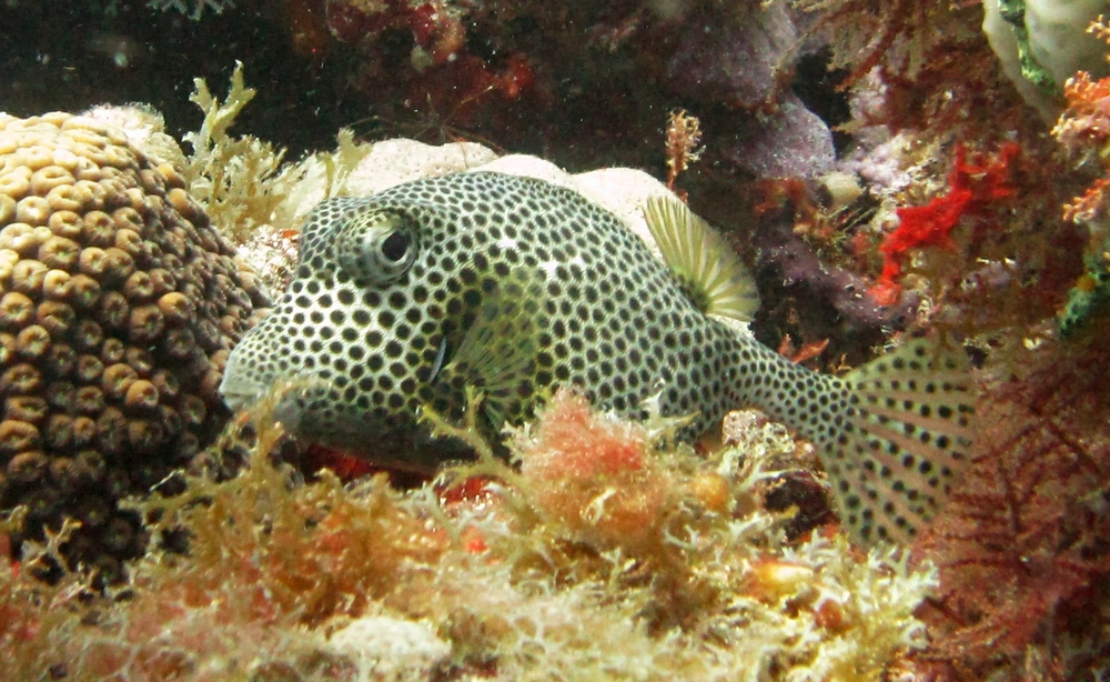 ...whereas this one is a Spotted trunkfish (Lactophrys caudalis) at Purple Rain.