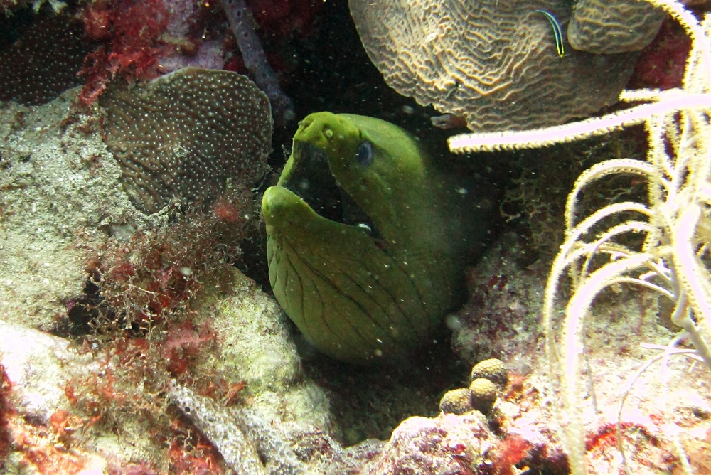 A Green moray (Gymnothorax funebris) at Purple Rain.