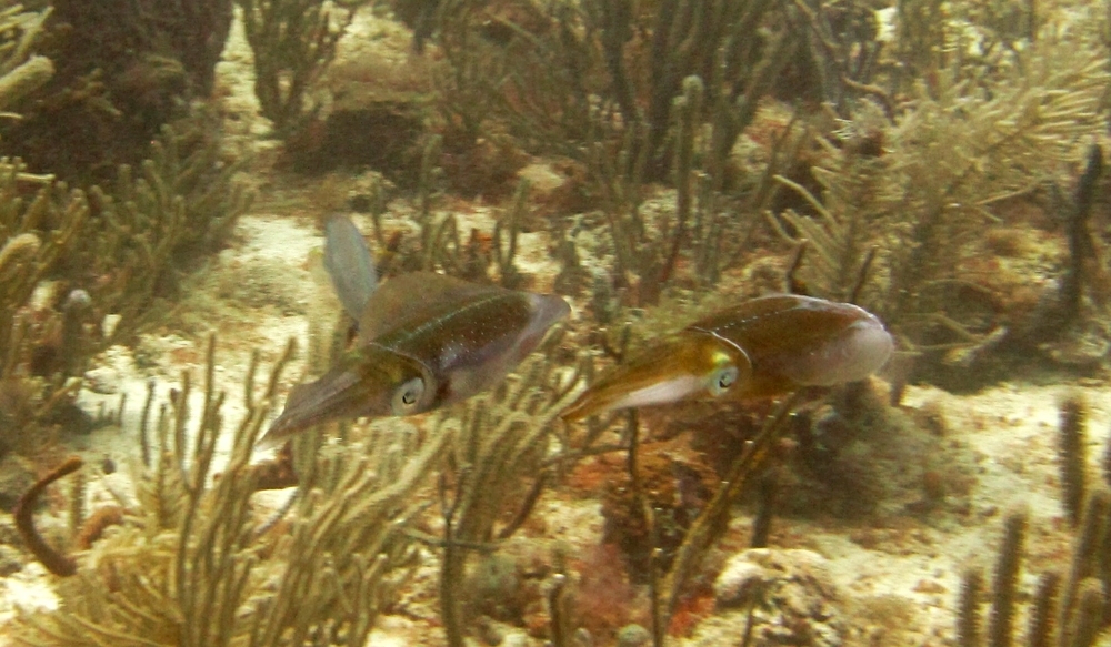 One of the highlights of the trip - a couple of squid at Japanese Garden.