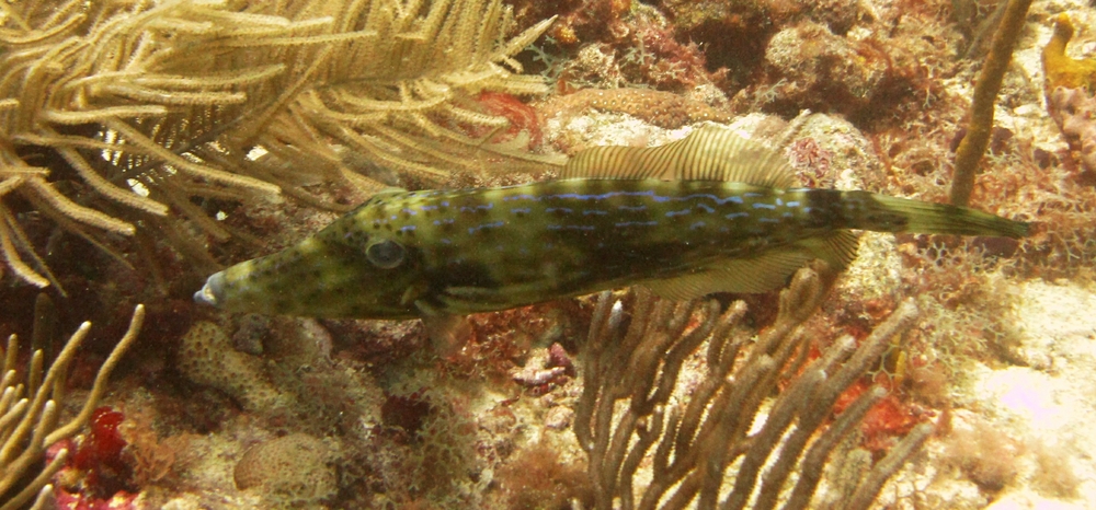 A Scrawled filefish (Aluterus scriptus) at Japanese Garden.