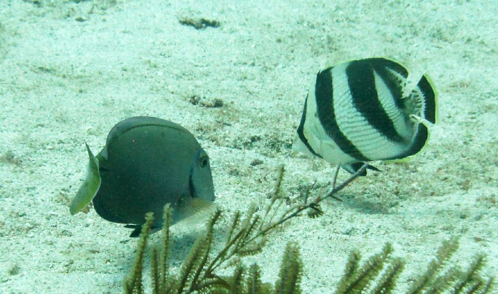 A Banded butterfly fish, (Chaetodon striatus) right, and another unidentified fish (possibly a Gulf surgeonfish - Acanthurus randalli) at The Rock.