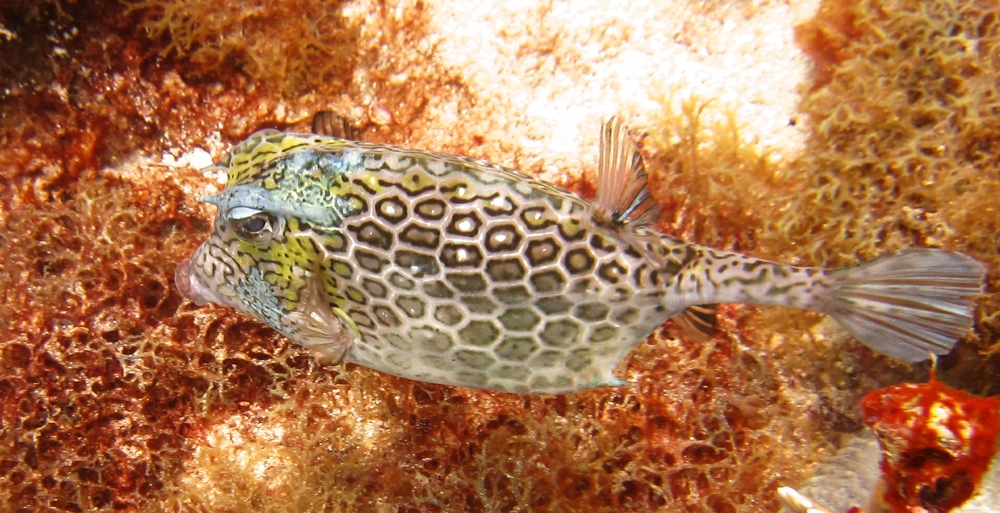 There's a family of fish called Trunkfishes or Cowfishes that have slightly different patterns. This is a Honeycomb
Cowfish (Acanthostracion polygonius) at The Rock.