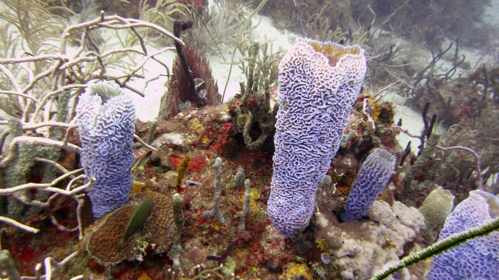 Azure Vase Sponges (Callyspongia plicifera) at Dragon Bay in the MPA.