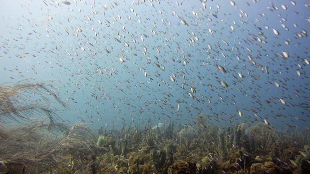 Clouds of reef fish show how well the Marine Protected Area is doing.