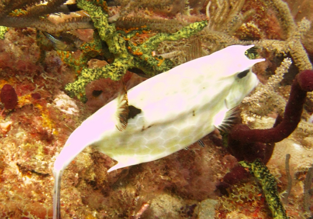 And what on earth is this one? It's got the spines above the eyes, so it must be a Honeycomb cowfish, And it has the hexagonal 
						pattern, but it's almost pure white. I give up...