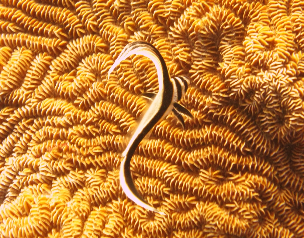 Juvenile Jackknife fish (Equetus lanceolatus) at Dragon Bay in the Marine Protected Area.