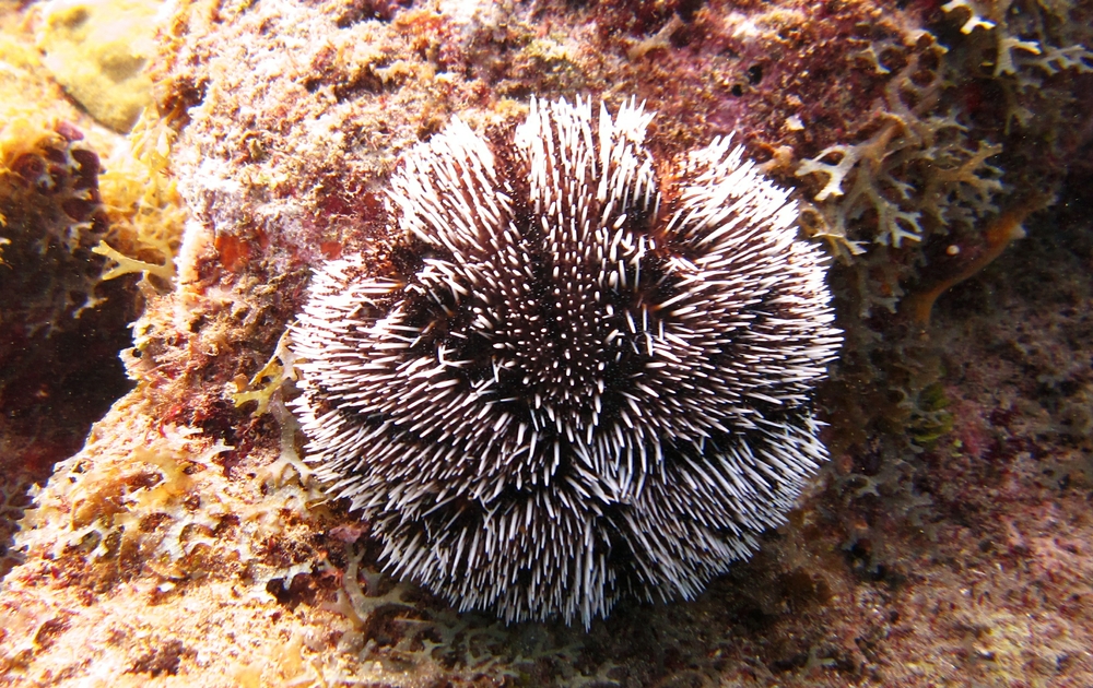 Pretty sea urchin at Dragon Bay in the Marine Protected Area.