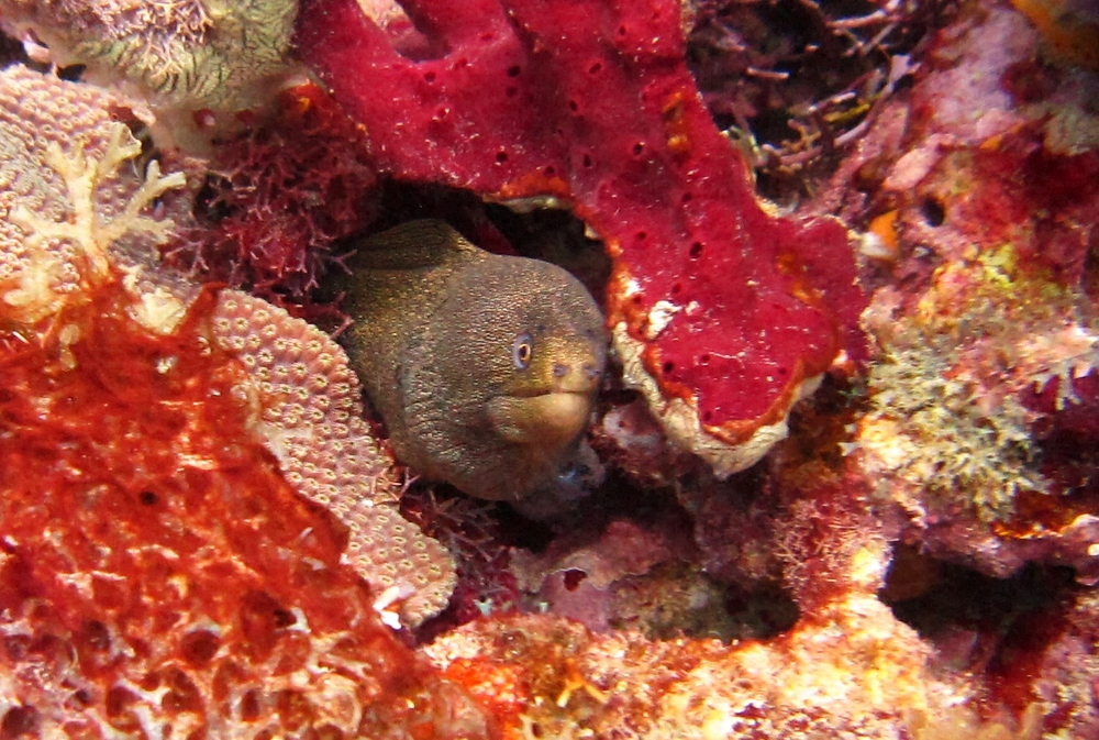 A Goldentail moray (Gymnothorax miliaris) at Dragon Bay in the Marine Protected Area.
