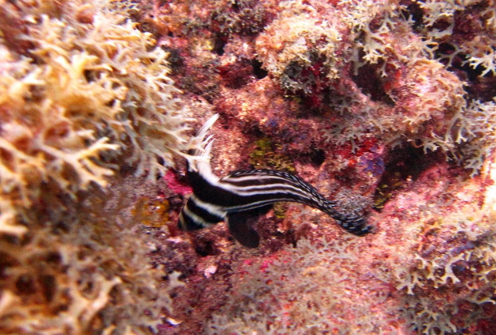 A bit blurred, but a Spotted Drum (Equetus punctatus), also at Dragon Bay in the Marine Protected Area.