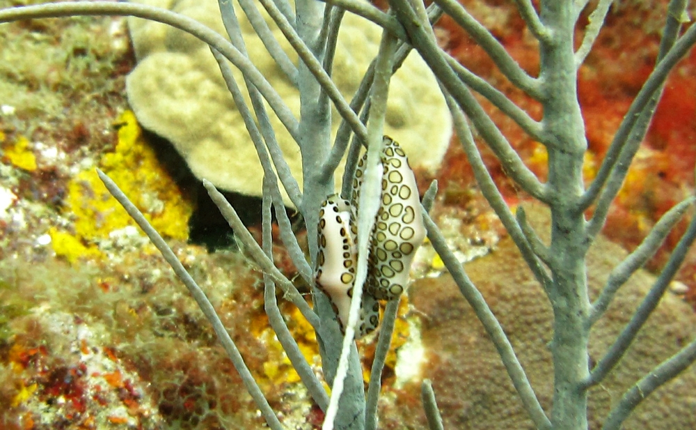 A pair of Flamingo Tongue snails (Cyphoma gibbosum) cuddle up together at Quarter Wreck.