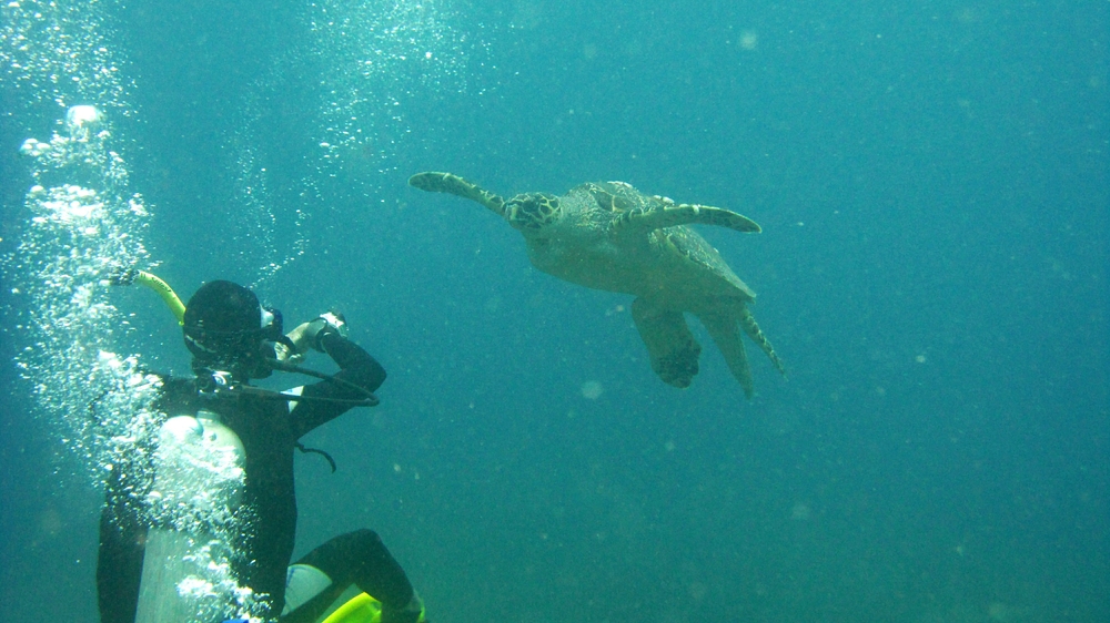 This massive old Hawksbill turtle came to see us at Kohani, peering into each of our masks in turn.