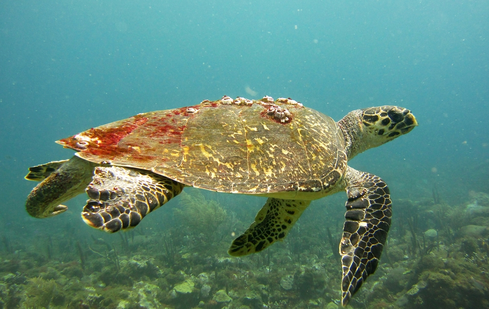 The old boy had a good crop of barnacles on his back.