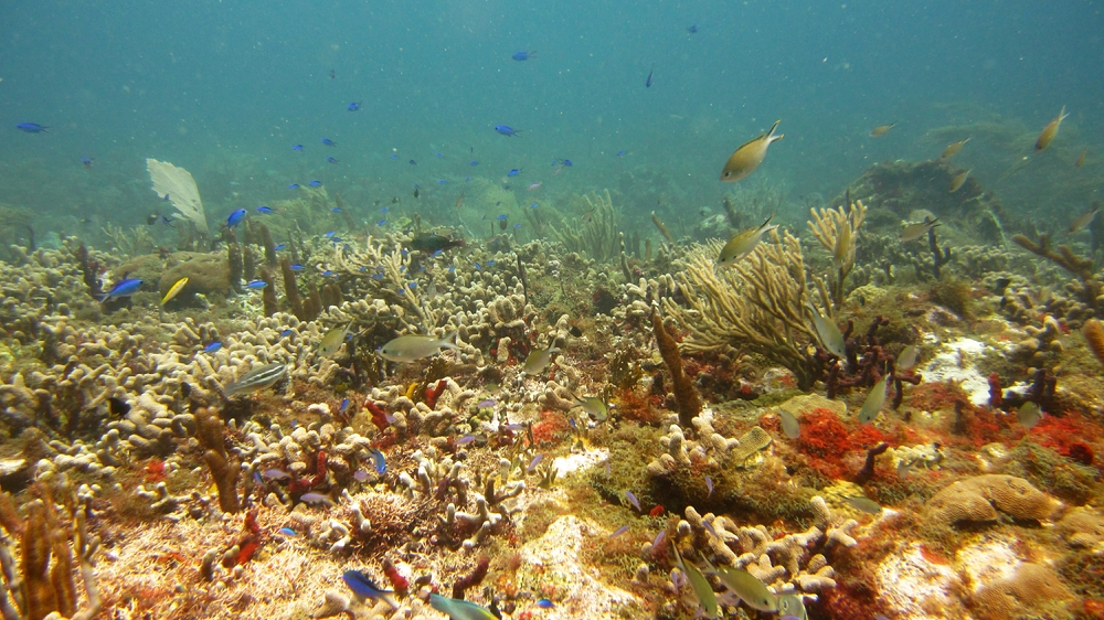 View across the reef at Kohani.