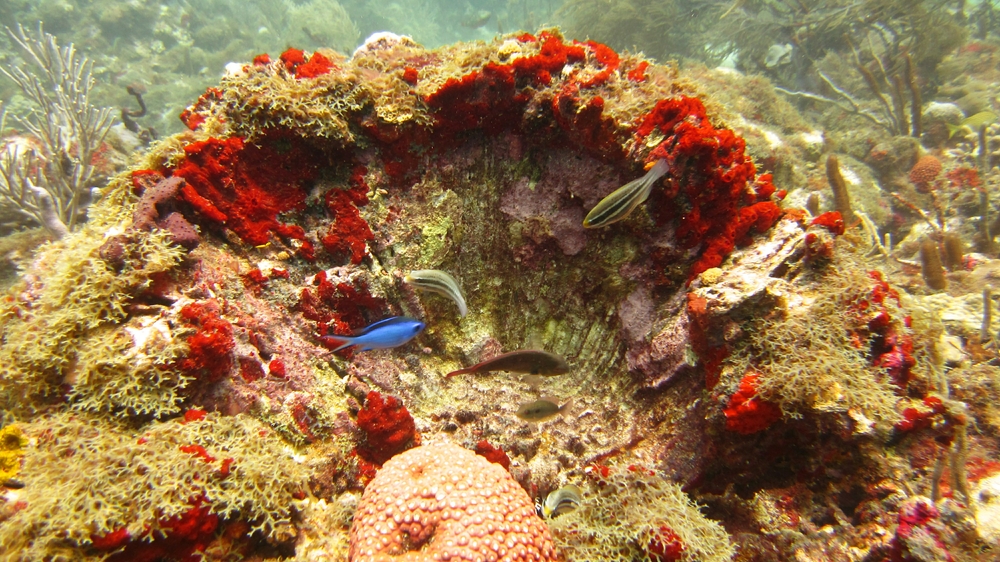 Colourful	coral at Kohani