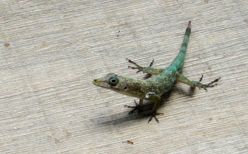 This small lizard was walking across the steps down onto the beach in the middle of the day.