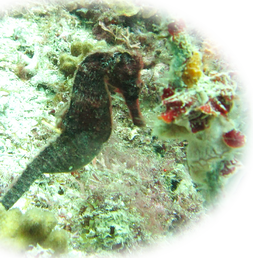 Longsnout Seahorse